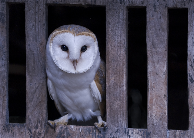 Barn Owl